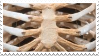 stamp zoomed in on ribcage